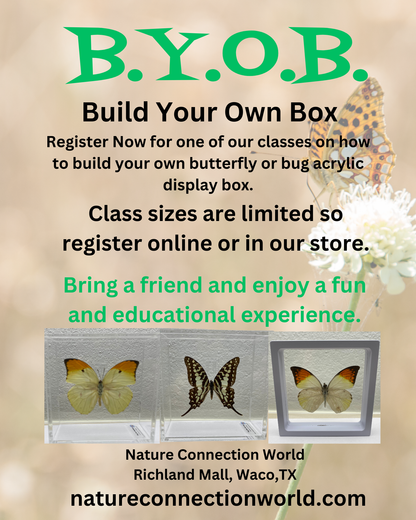 Build Your Own Box Classes - Beginners Class  - Tuesday - Thursday Afternoon - March 3,2026 - March 26,2026