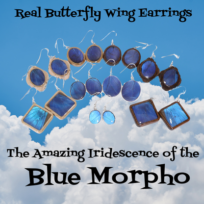 51001 - Real Butterfly Wing Jewelry - Earring Collection - Blue Morpho