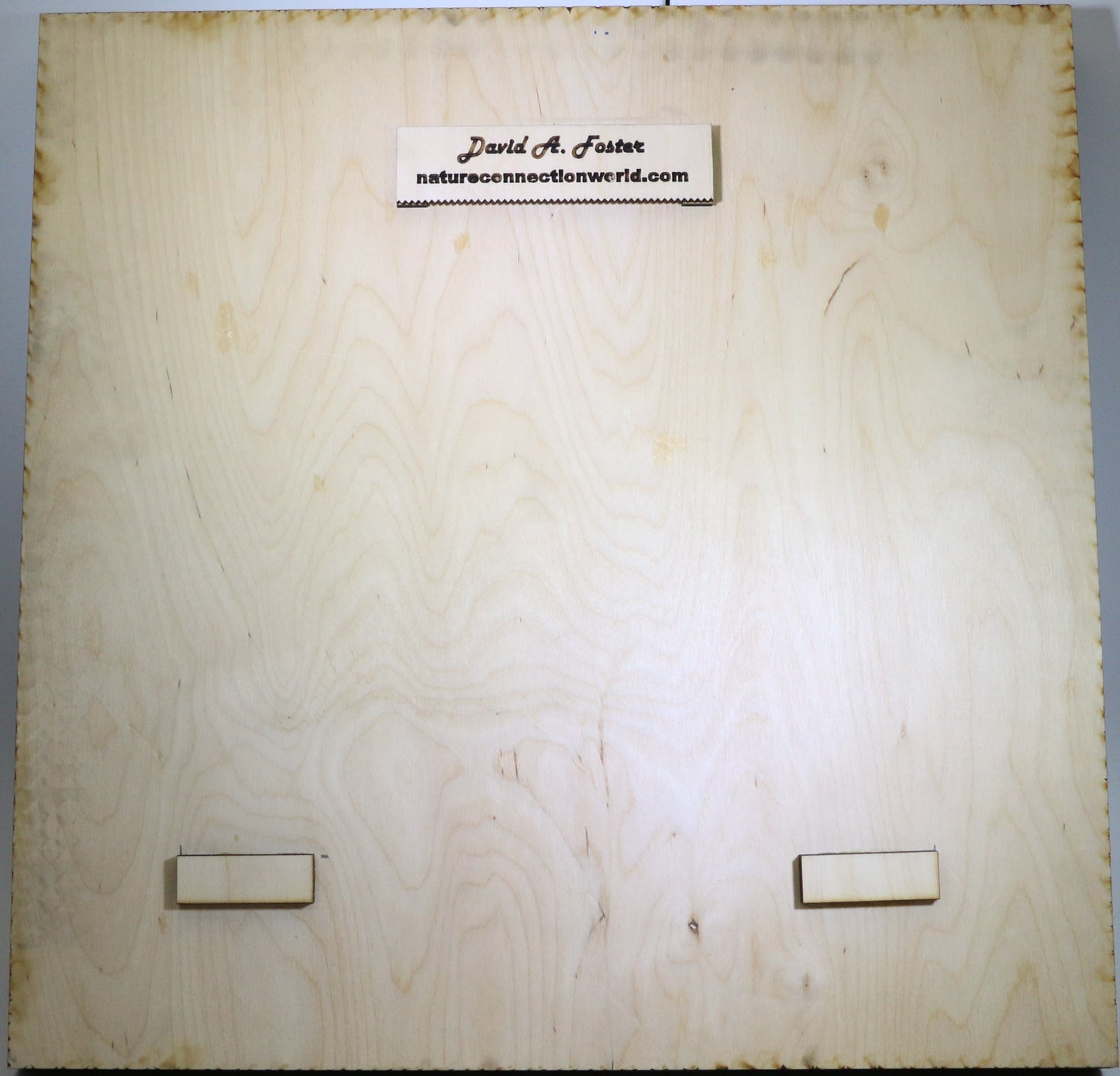41100 - Wood Art Laser Cut - Death's Head Moth - Large - 8 Layers