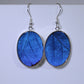 51301 - Real Butterfly Wing Jewelry - Earrings - Large - Blue Morpho