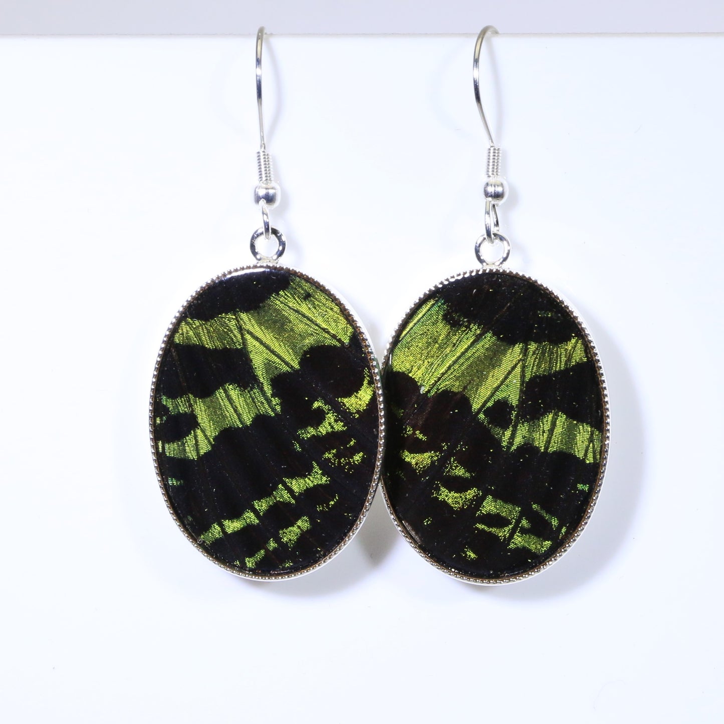 51303 - Real Butterfly Wing Jewelry - Earrings - Large - Sunset Moth - Green