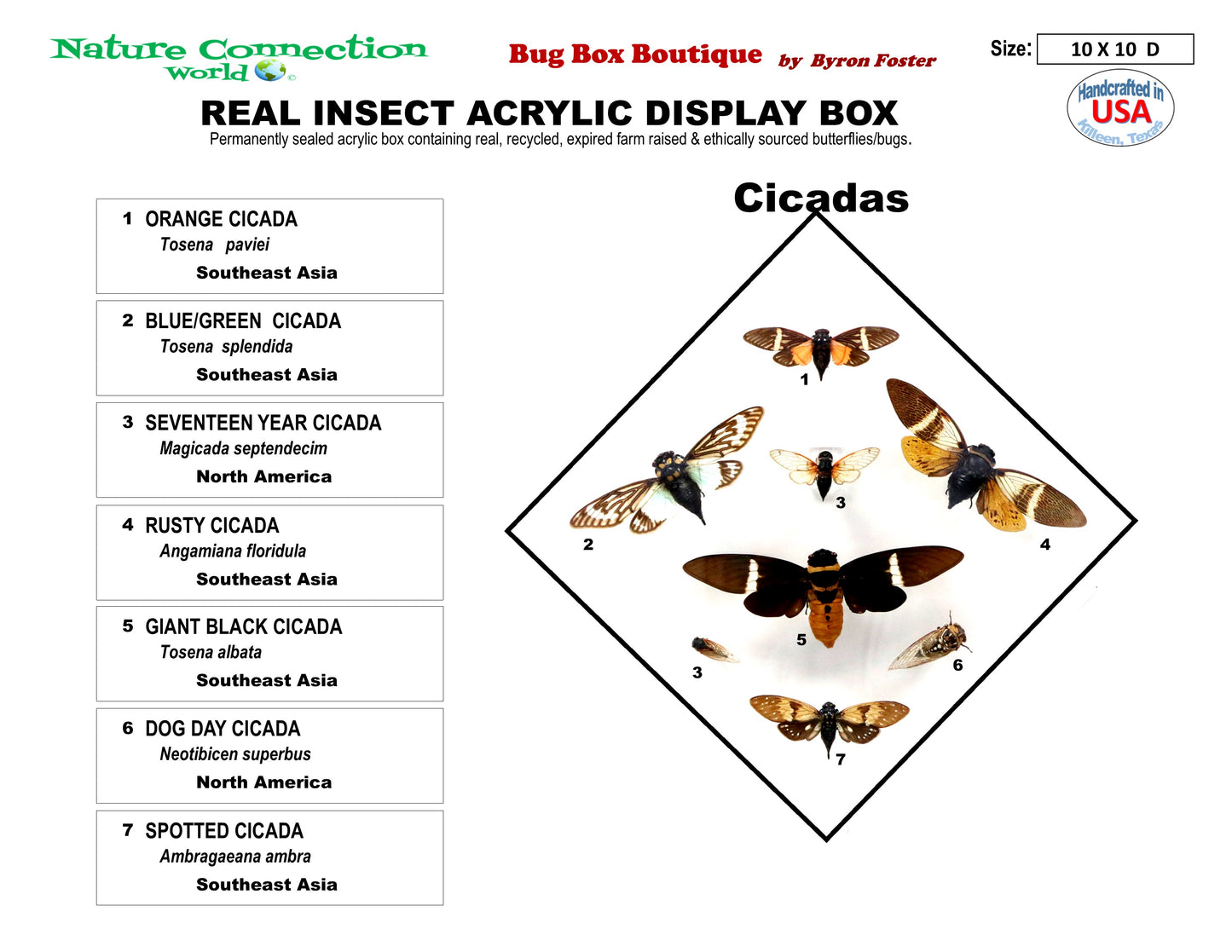9101051 - Real Bug Acrylic Display Box - 10" X 10" - Cicadas
