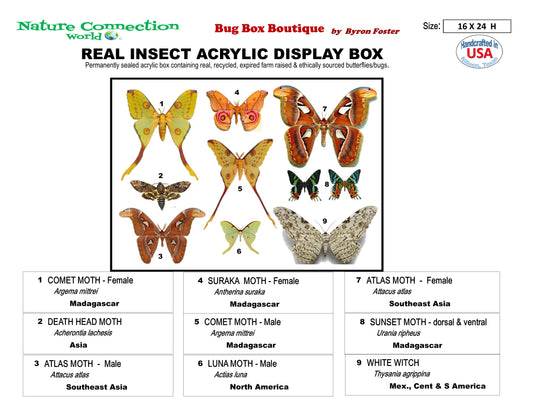 9162403 - Real Butterfly Acrylic Display Box - 16" X 24" - Exotic Moths