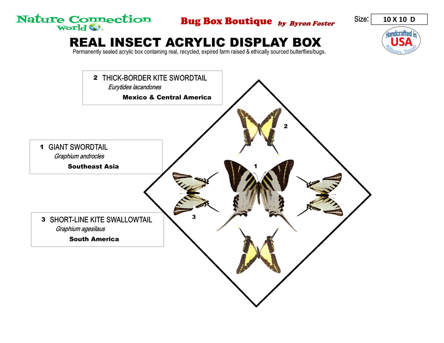 9101025 - Real Butterfly Acrylic Display Box - 10" X 10" - Swordtails