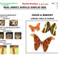 9121201 - Real Butterfly Acrylic Display Box - 12" X 12" - Faces & Mimicry