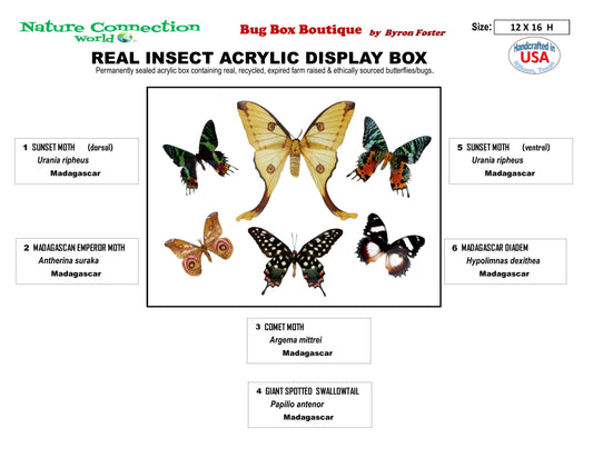 9121603 - Real Butterfly Acrylic Display Box - 12" X 16" - Best of Madagascar Species