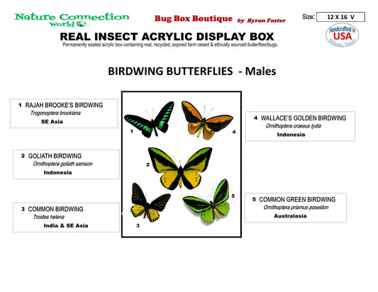 9121601 - Real Butterfly Acrylic Display Box - 12" X 16" - 5 Male Bird Wing Butterflies