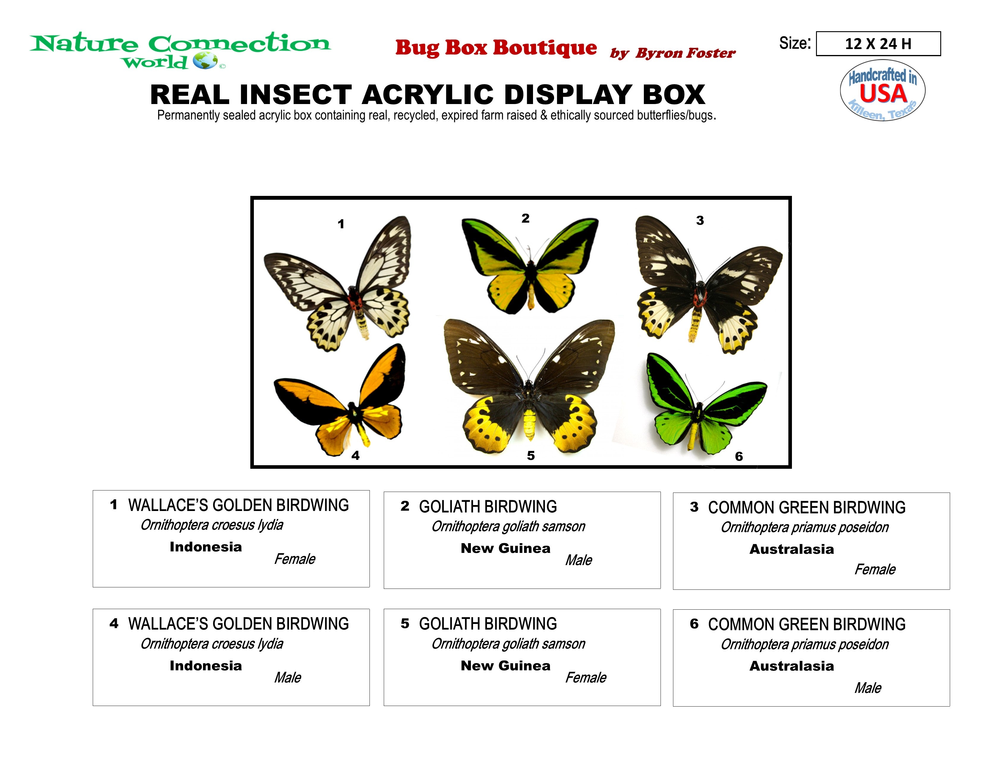 9122402 - Real Butterfly Acrylic Display Box - 12