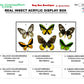 9122402 - Real Butterfly Acrylic Display Box - 12" X 24" - 3 pr. Bird Wing Butterflies