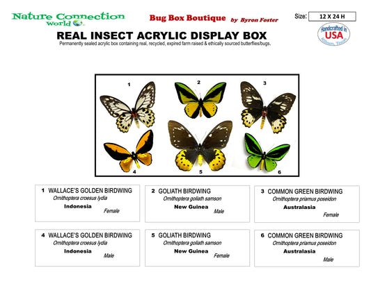 9122402 - Real Butterfly Acrylic Display Box - 12" X 24" - 3 pr. Bird Wing Butterflies