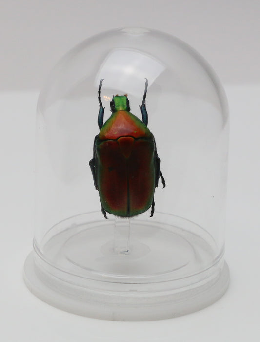 730201 - Mini-Bell Jar - Small - Red Metallic Flower Beetle