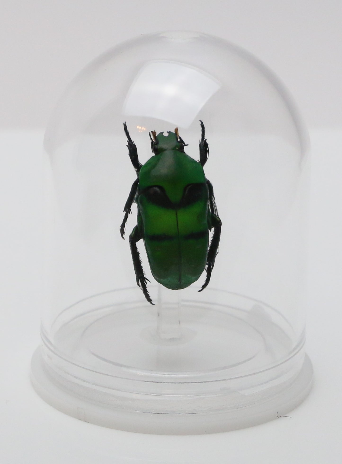 730202 - Mini-Bell Jar - Small - Banded Green Flower Beetle