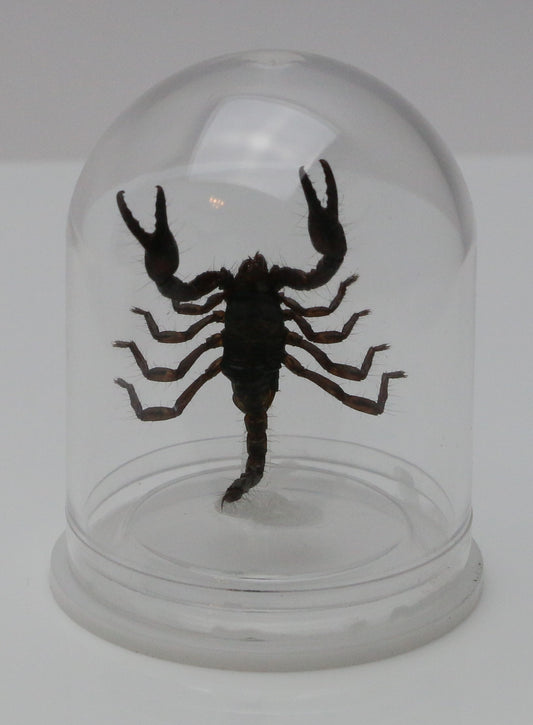 730230 - Mini-Bell Jar - Small - Black Scorpion
