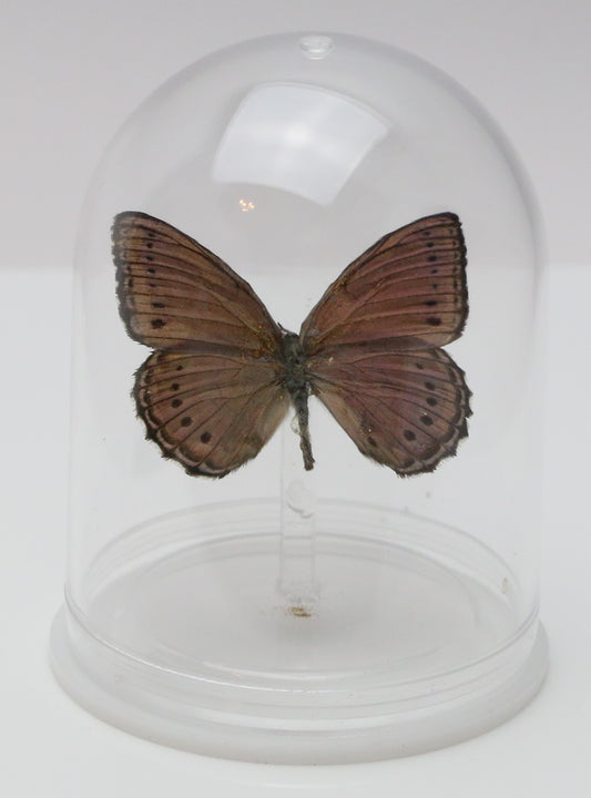 740001 - Mini-Bell Jar - Medium - Lilac Tree Nymph Butterfly
