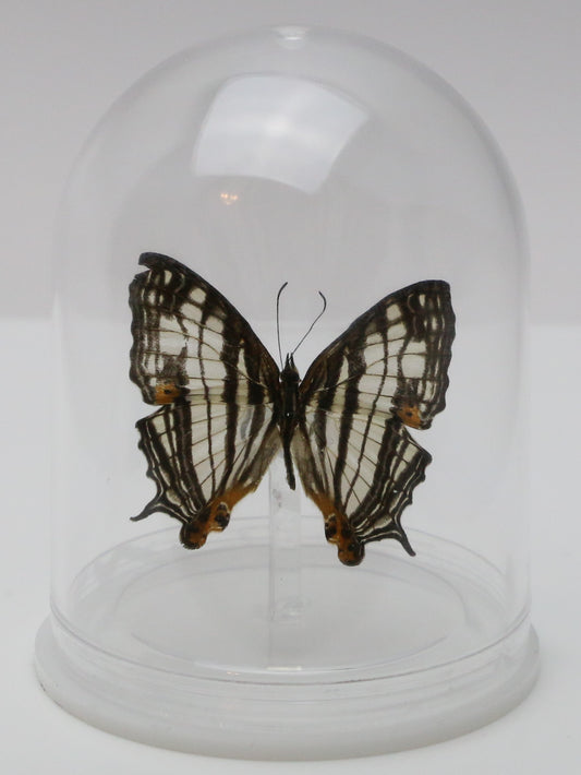 740002 - Mini-Bell Jar - Medium - Butterfly
