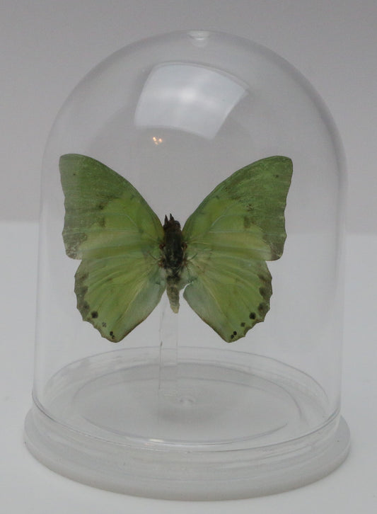 740003 - Mini-Bell Jar - Medium - Common Green Charaxes Butterfly