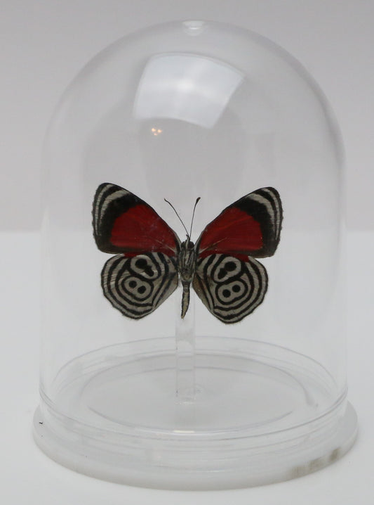 740004 - Mini-Bell Jar - Medium - "88" Butterfly