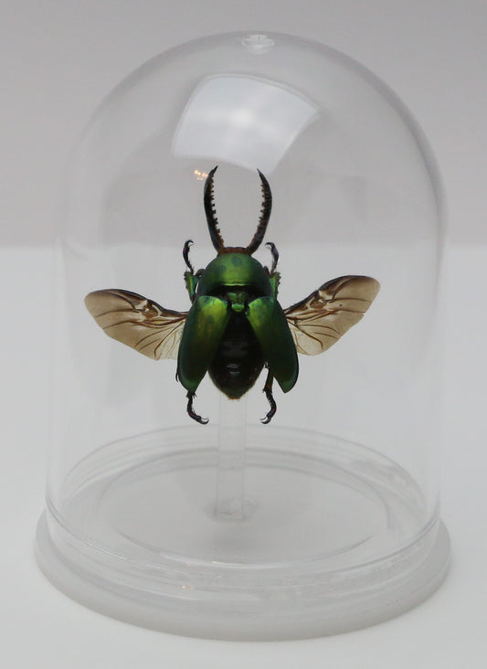 740200 - Mini-Bell Jar - Medium - Green Stag Beetle