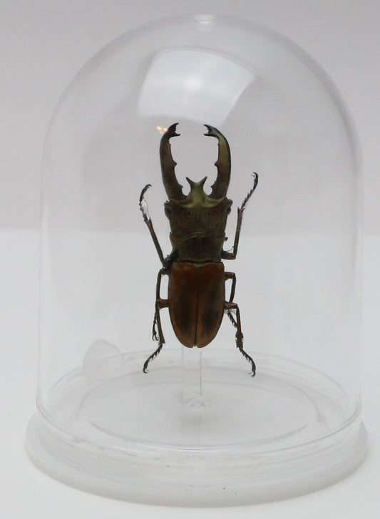 740207 - Mini-Bell Jar - Medium - Sumatran Stag Beetle