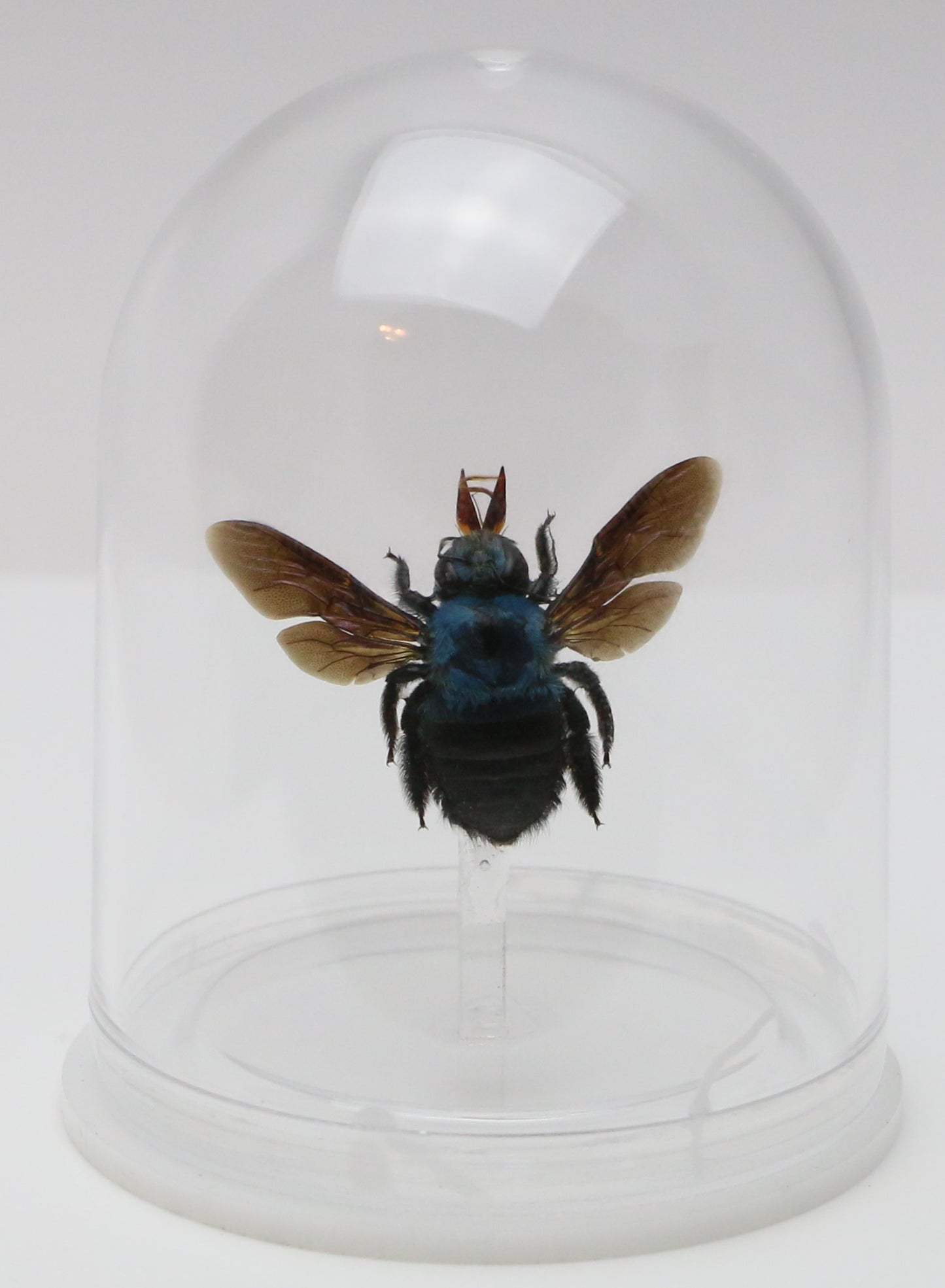 740208 - Mini-Bell Jar - Medium - Asian Blue Carpenter Bee