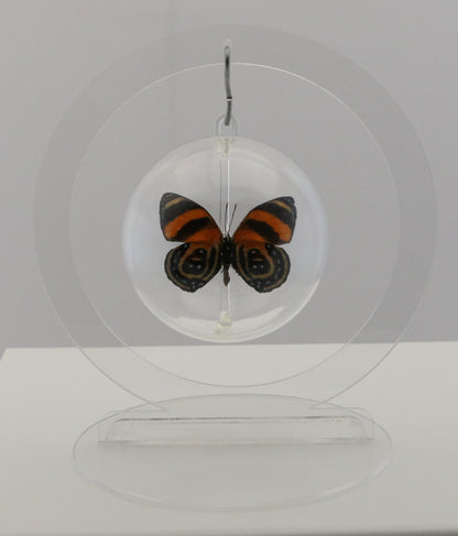 750101 - Butterfly Bubble - Sm. - Round- BD Butterfly