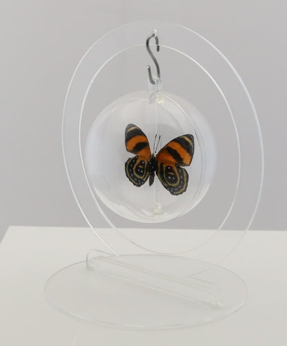 750101 - Butterfly Bubble - Sm. - Round- BD Butterfly