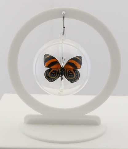 750101 - Butterfly Bubble - Sm. - Round- BD Butterfly