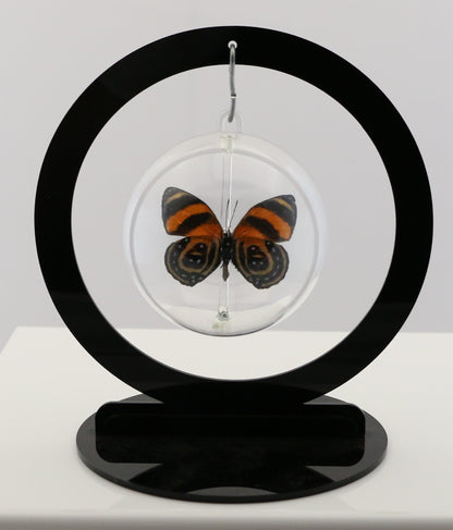 750101 - Butterfly Bubble - Sm. - Round- BD Butterfly