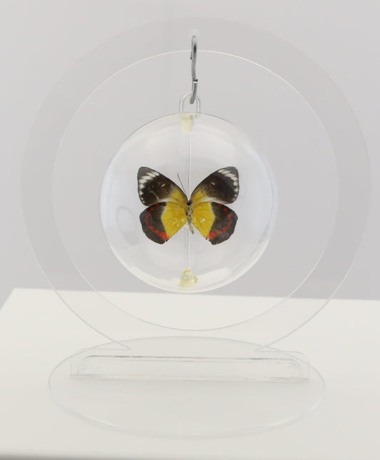 750103 - Butterfly Bubble - Sm. - Round- Timor Jezebel