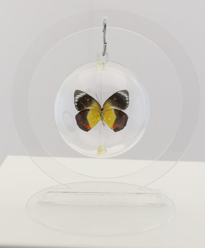 750103 - Butterfly Bubble - Sm. - Round- Timor Jezebel