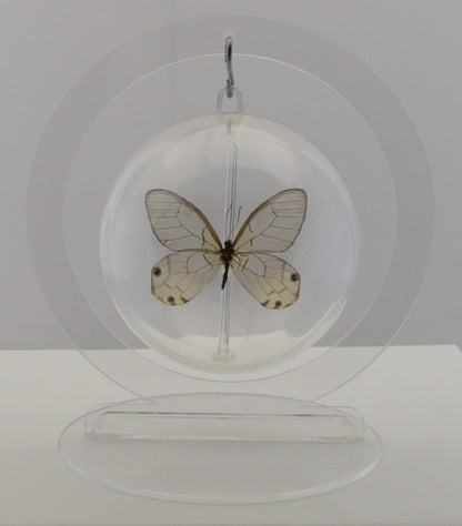 750203 - Butterfly Bubble - Med. - Round - Amber Phantom Glasswing