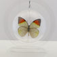750204 - Butterfly Bubbles - Med. - Round - Great Orange Tip