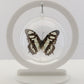 750206 - Butterfly Bubbles - Med. - Round - Malachite Butterfly
