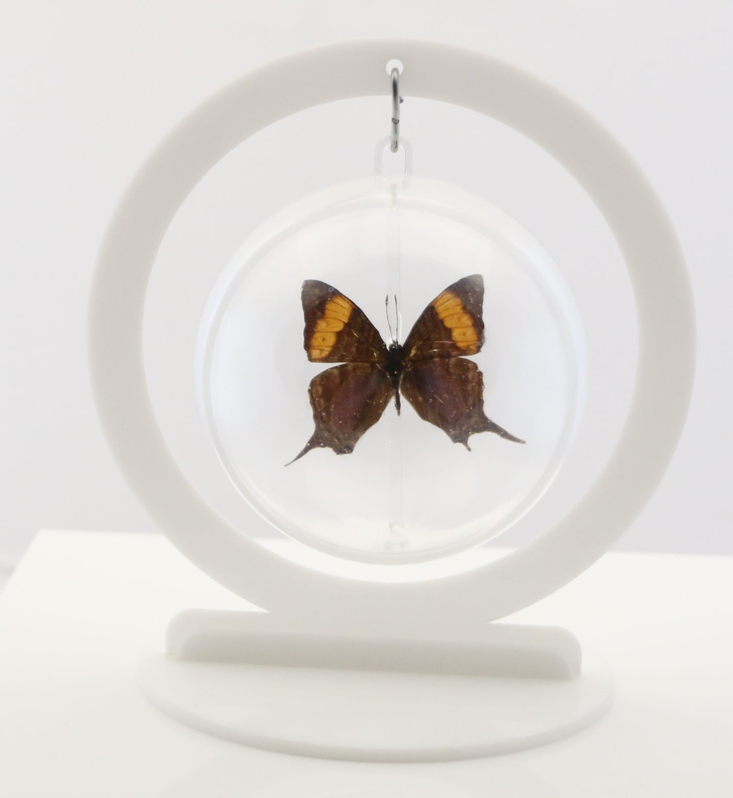 750207 - Butterfly Bubble - Med. - Round - Amber Daggerwing