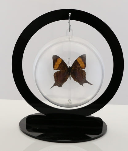 750207 - Butterfly Bubble - Med. - Round - Amber Daggerwing