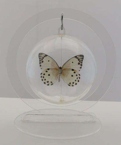 750209 - Butterfly Bubble - Med. - Round - Calypso White