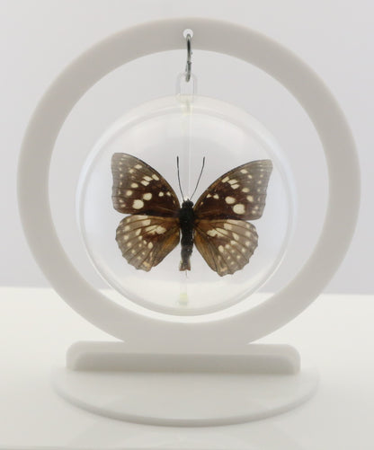 750210 - Butterfly Bubble - Med. - Round - Great Purple Emperor