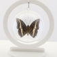 750215 - Butterfly Bubble - Med. - Round - White-Barred Emperor