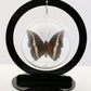 750215 - Butterfly Bubble - Med. - Round - White-Barred Emperor