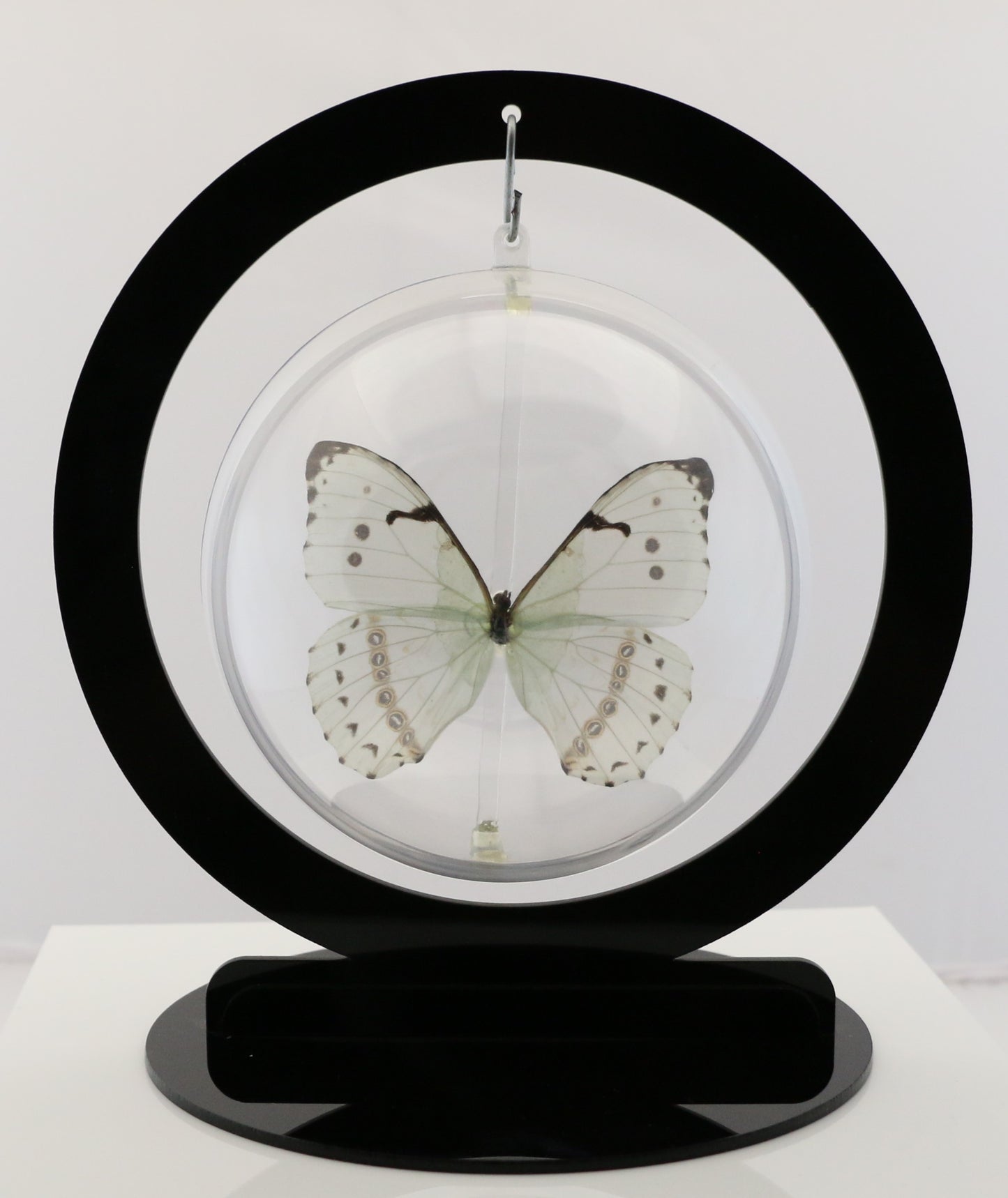 750303 - Butterfly Bubble - Lg. - Round - Mint Morpho (Morpho catenarius)