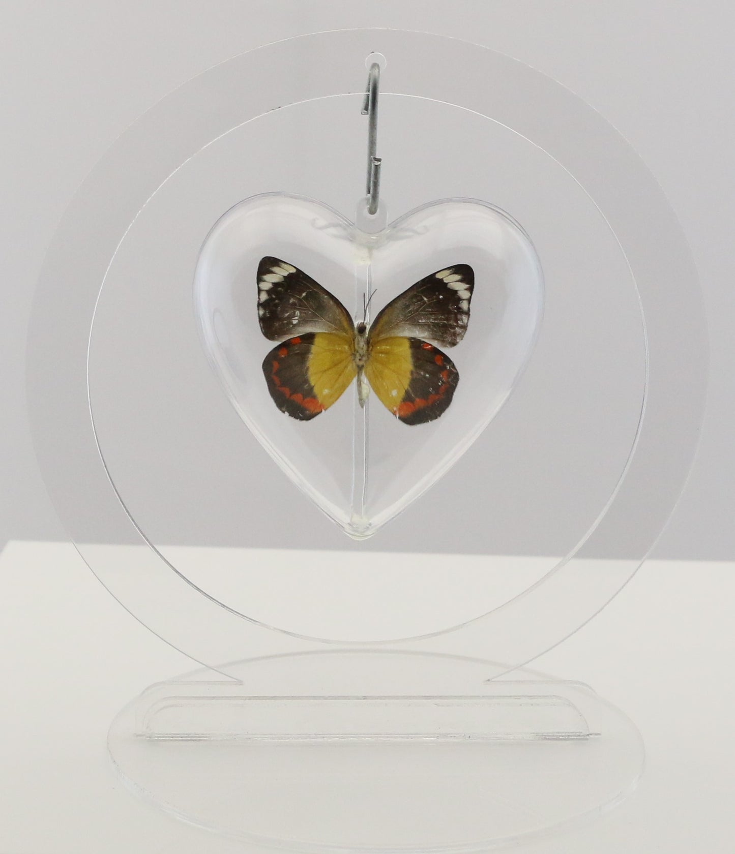 750700 - Butterfly Bubble - Sm. - Heart Shape - Timor Jezebel Butterfly