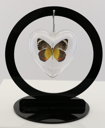 750700 - Butterfly Bubble - Sm. - Heart Shape - Timor Jezebel Butterfly