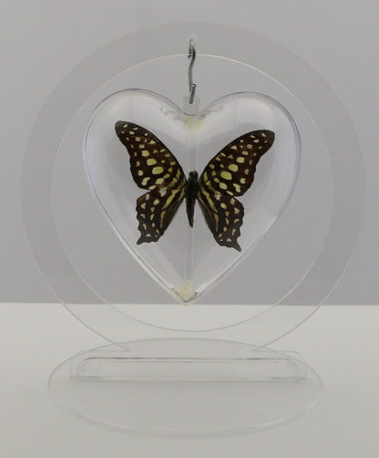 750803 - Butterfly Bubble - Med. - Heart Shape - Tailed Jay / Green-Spotted Triangle