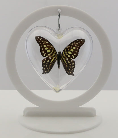 750803 - Butterfly Bubble - Med. - Heart Shape - Tailed Jay / Green-Spotted Triangle