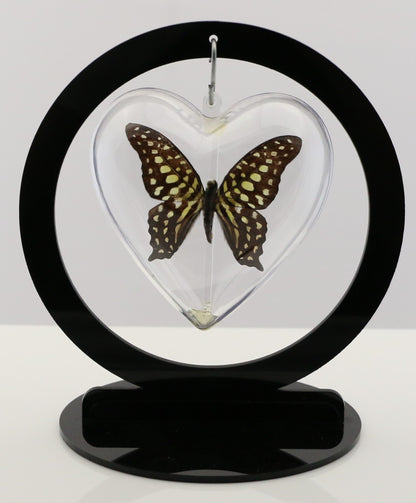 750803 - Butterfly Bubble - Med. - Heart Shape - Tailed Jay / Green-Spotted Triangle