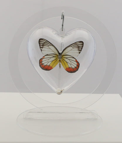 750804 - Butterfly Bubble - Med. - Heart Shape - Painted Jezebel Butterfly