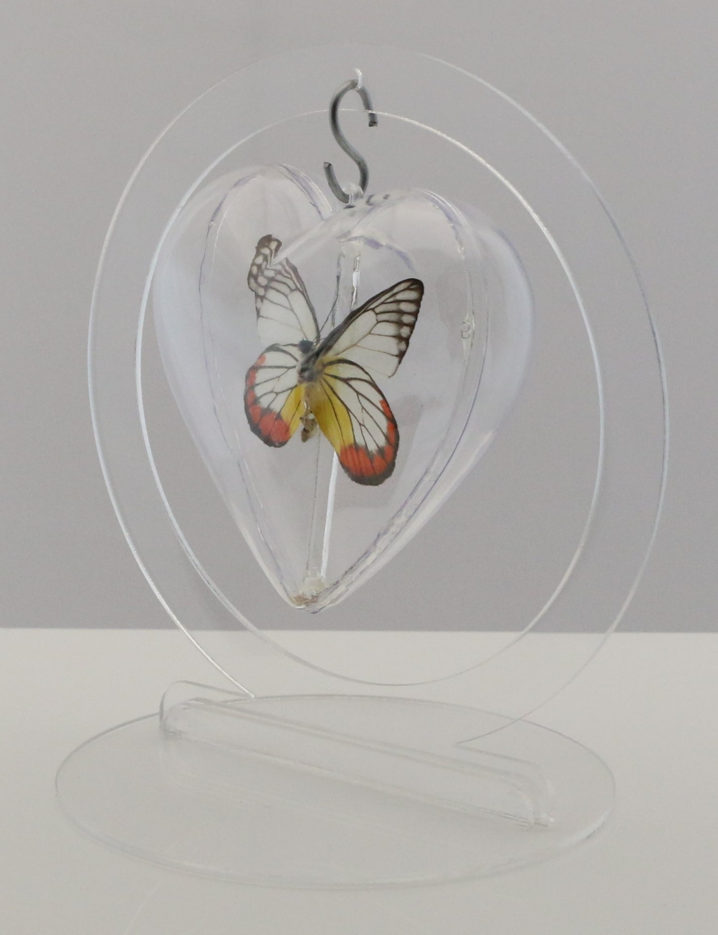 750804 - Butterfly Bubble - Med. - Heart Shape - Painted Jezebel Butterfly