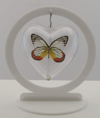 750804 - Butterfly Bubble - Med. - Heart Shape - Painted Jezebel Butterfly