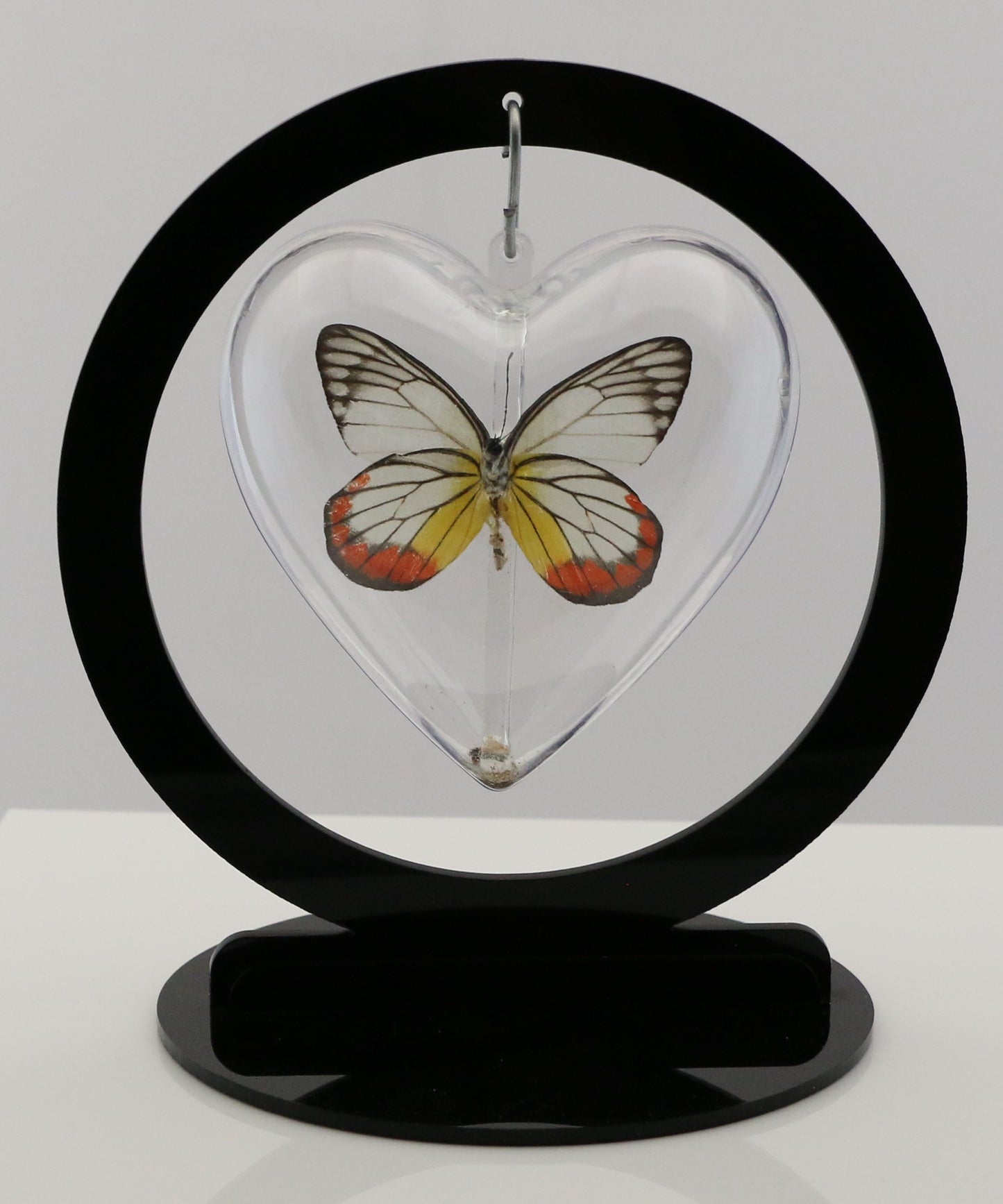 750804 - Butterfly Bubble - Med. - Heart Shape - Painted Jezebel Butterfly