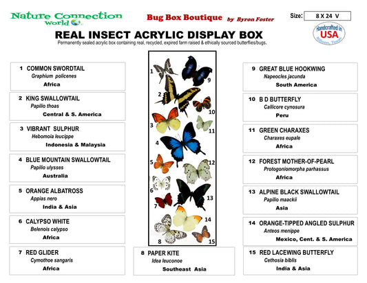 9082402 - Real Butterfly Acrylic Display Box - 8" X 24" - 15 Butterfly Wave